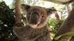 Meet Australian Animals We Love: Kampala the Koala