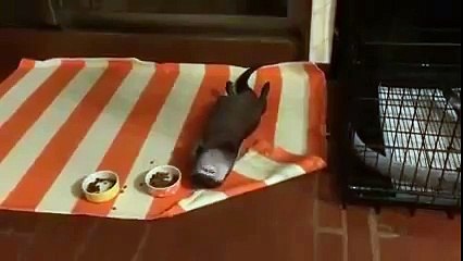 А мне и так удобно