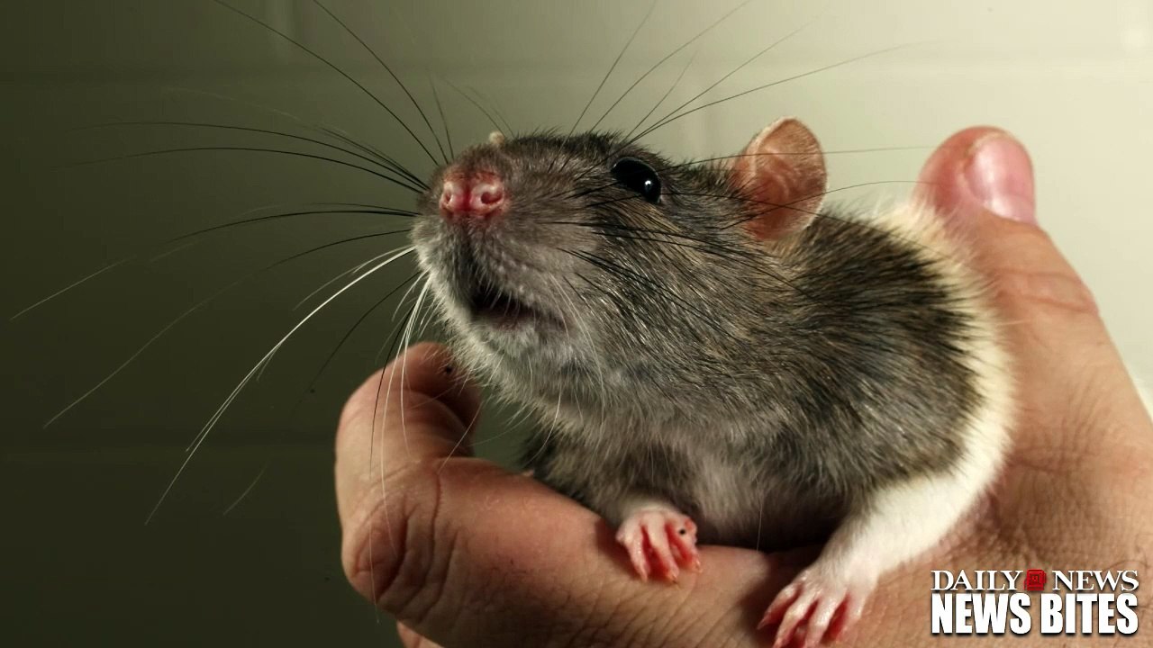 RATS on a Plane!