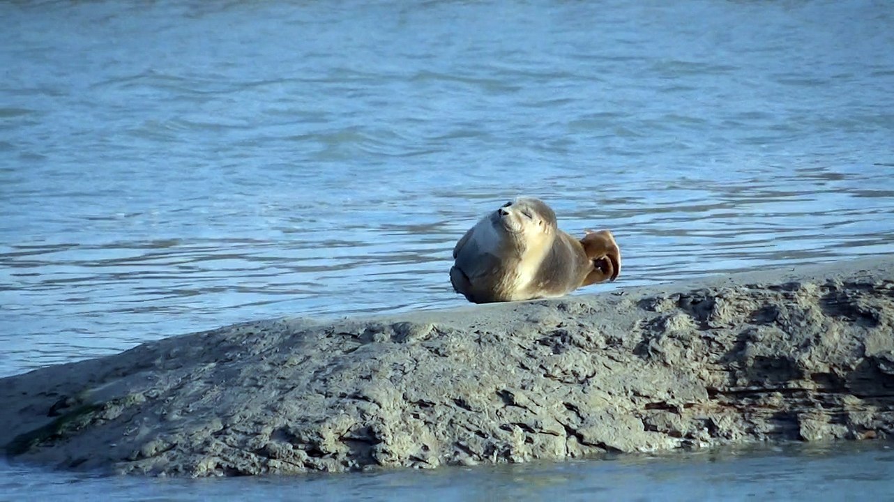 Phoques de la Baie de Somme (2)