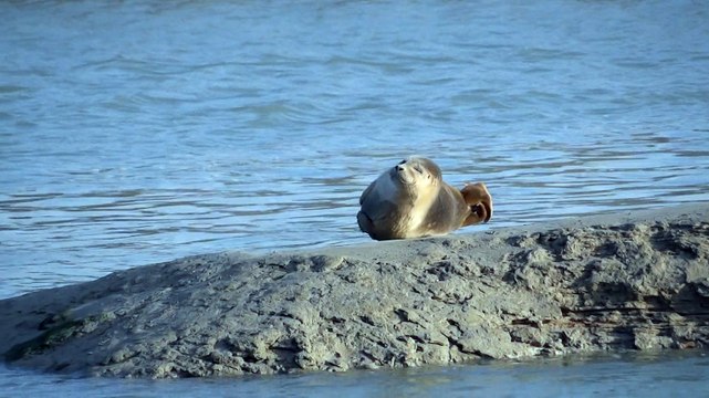 Phoques de la Baie de Somme (2)