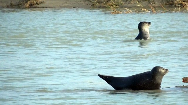 Phoques de la Baie de Somme (3)