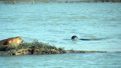 Phoques de la Baie de Somme (4)