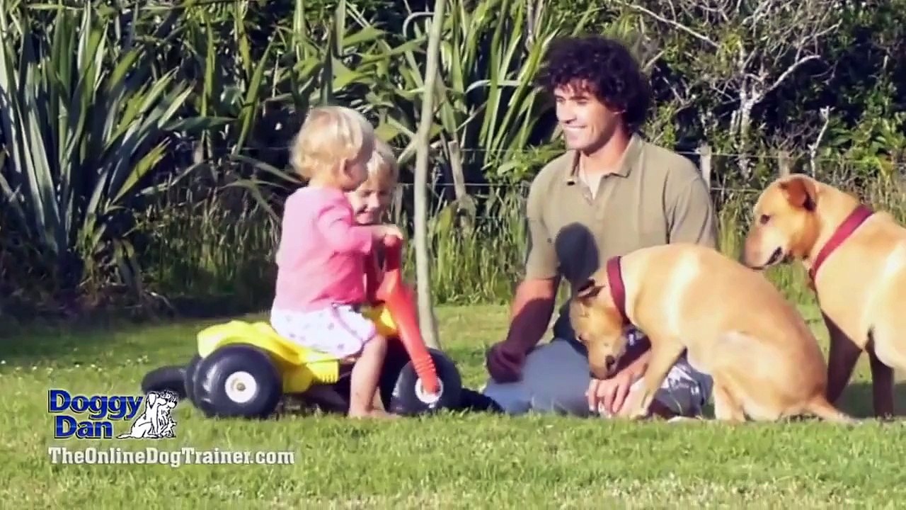 The Online Dog Trainer 2016