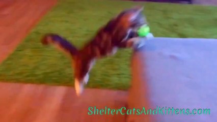 Winnie the Kitten Playing Some Fetch