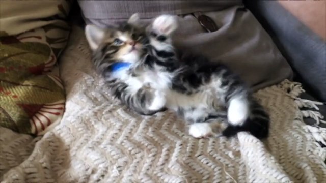 Tickle Me Winnie - Most Adorable and Cutest Kitten Ever Getting Tickled