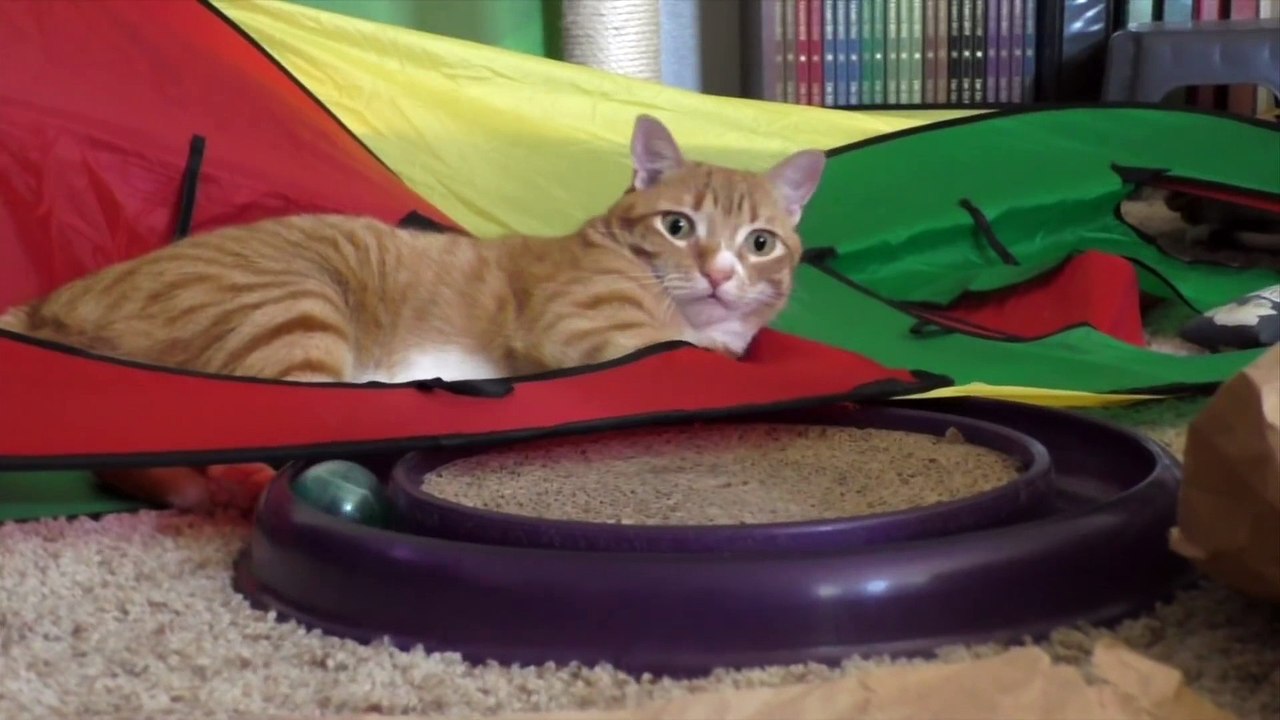 Marmalade the Starchaser