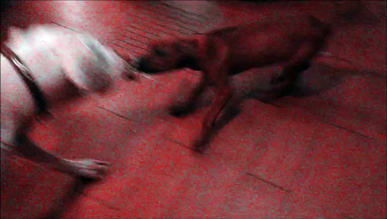 Amazon hundebett monkey mountain hundebett Dogo argentino VS Rhodesian ridgeback