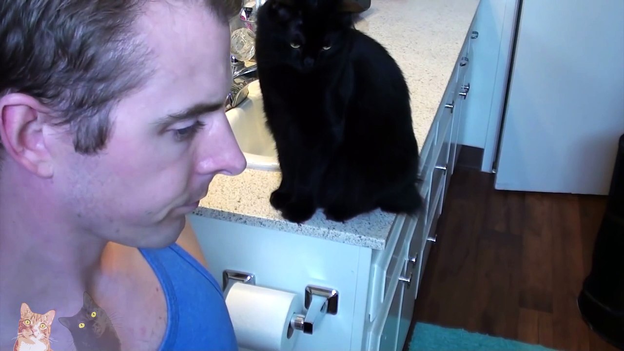 Ultimate Cat Shaming!