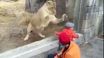 Child vs lion-Can not stop lauging -Funny Videos 2016