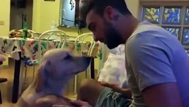 Провинившаяся собака просит прощения