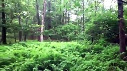 100% REAL BIGFOOT FOOTAGE