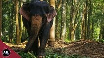 Giant Elephants & The Snake House! Corey Wild - Ep. 27 : AnimalBytesTV