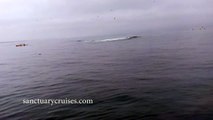 Kayak Gets Crushed Under A Breaching Whale