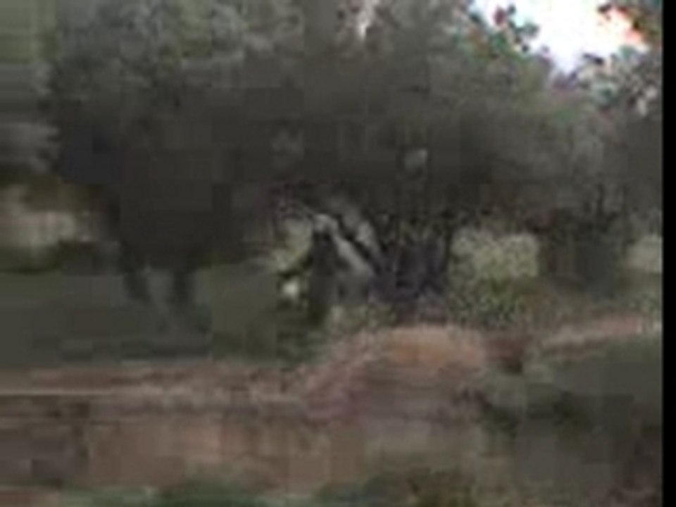 Video-0002