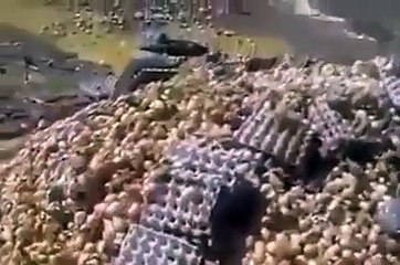 Murgi K Bachay He Bachay