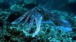 [HD Documentary] Kings of Camouflage: Underwater Aliens HD (Nature Documentary)