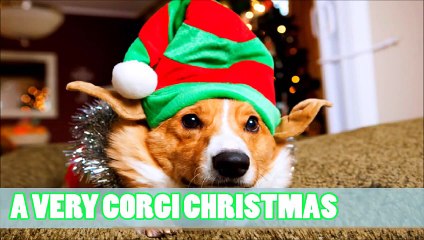 A VERY CORGI CHRISTMAS