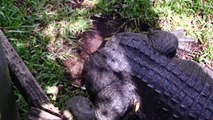 Alligator Born Without A Tail