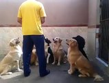 Amazing trained dog