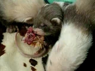 Bébés voraces de Luna (29j)