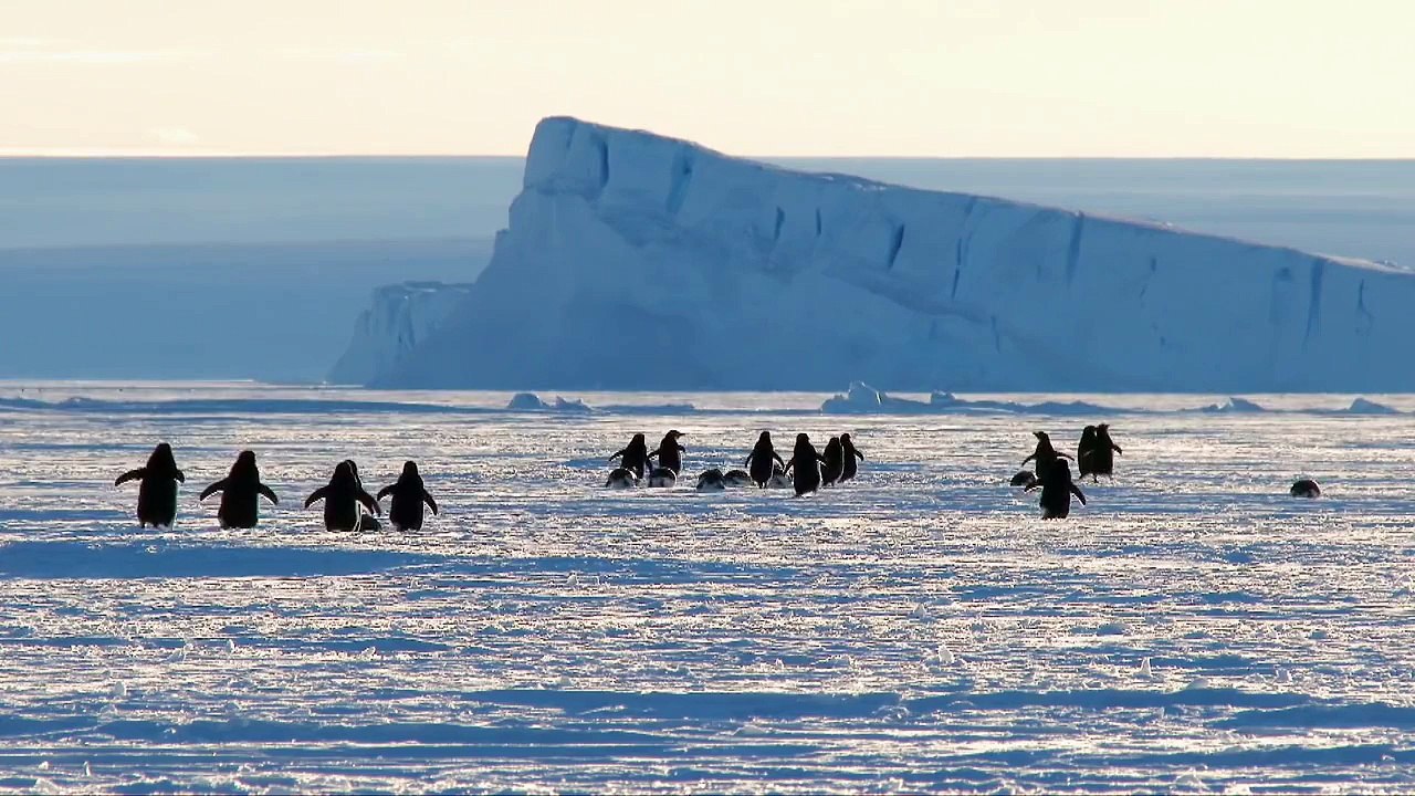 Adélie penguins wreak havoc - Snow Chick: A Penguins Tale Preview - BBC One