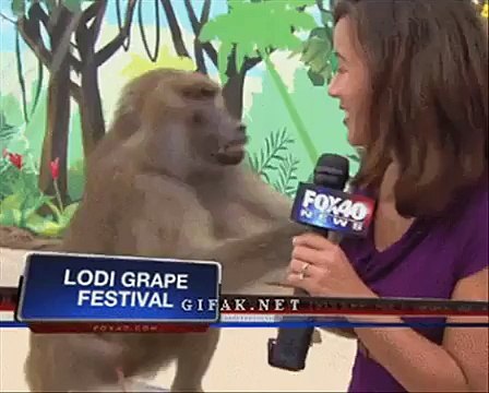 Funny & Cute Animals Funny Video Clips 2022-2023 Funny Pets