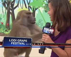 Funny & Cute Animals Funny Video Clips 2022-2023  Funny Pets