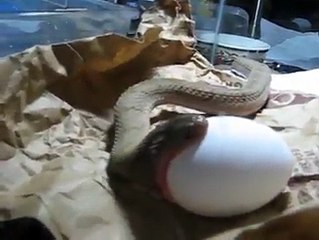 Small Snake ate an Egg Bigger Than It . Unbelievable video