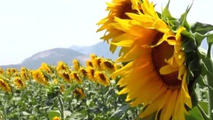 Ayçiçek Yağında "Hileli Karışım" İddiası