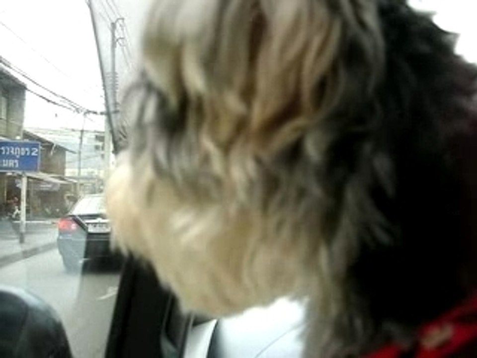 "Pui" Fluffy my puppy 1