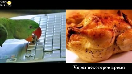 ЛУЧШИЕ ПРИКОЛЫ (АВГУСТ 2015) / BEST JOKES (AUGUST 2015) #18