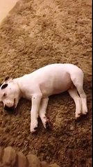 Puppy Terrified By His Own Booming Fart