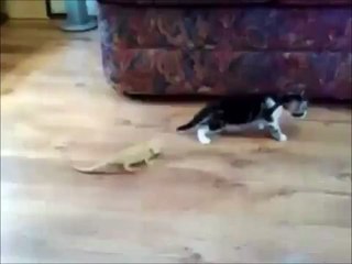 Chaton VS Lézard - Réaction magique