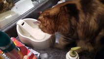 Adorable Cat With OCD Always Practices Digging A Well Before Drinking Water