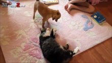 Best Of Funny Dogs Sitting On Cats Compilation __ NEW HD