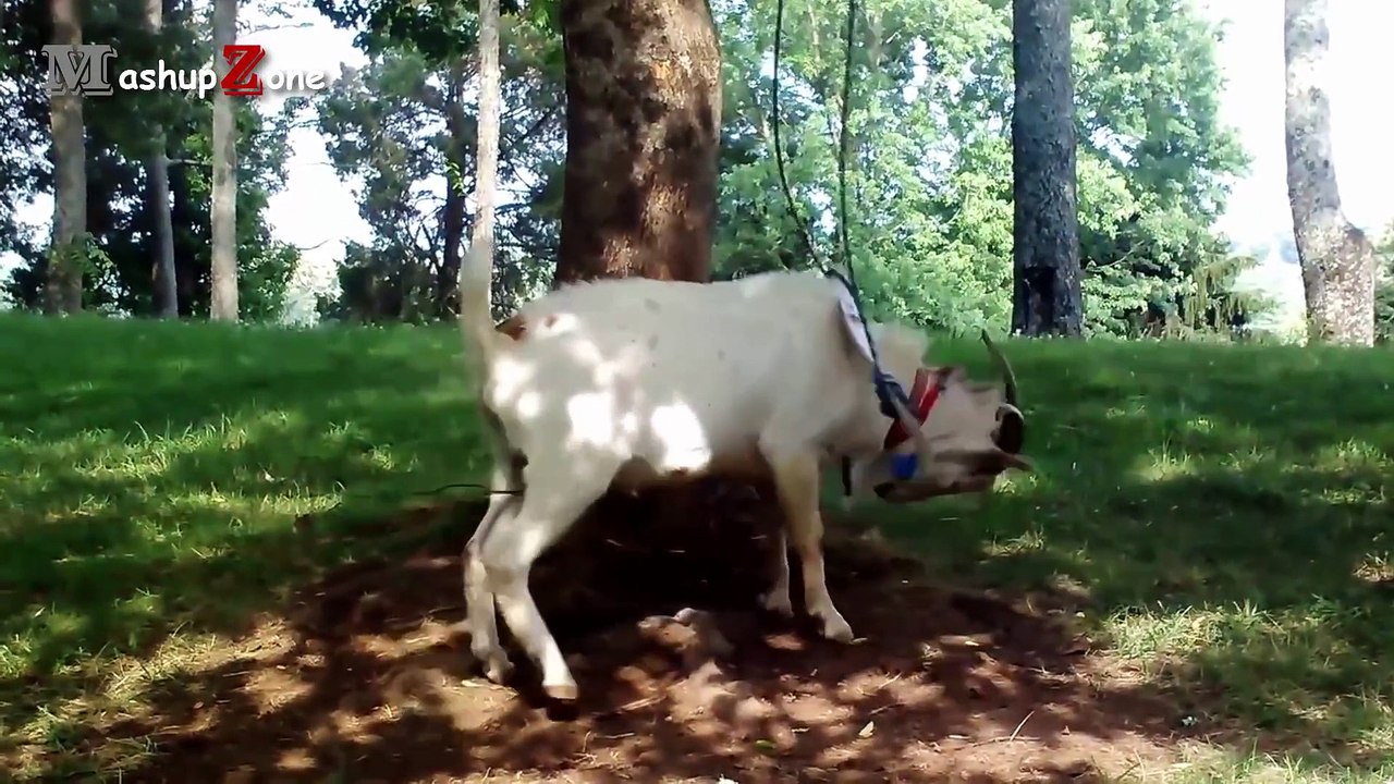 Funny Goats - A Funny Goat Videos Compilation _...