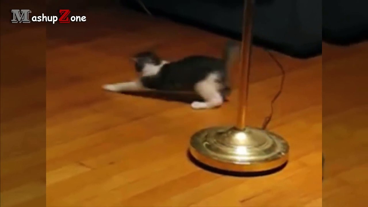 Cats Vs. Shadow Cats Compilation __ NEW HD