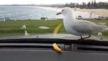 Trolling seagulls is the best