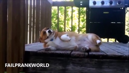 Funny Animals-Funny Dog-Best Funny Guilty Dogs Compilation