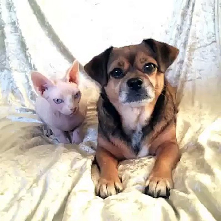 62- Pas i mačka najbolji prijatelji