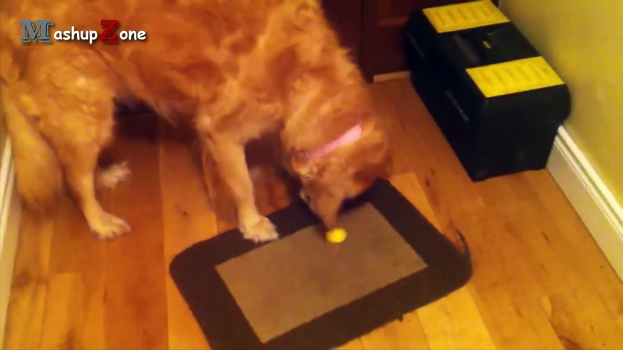 Funny Dogs Reacting To Lemons Compilation __ NEW HD (1)