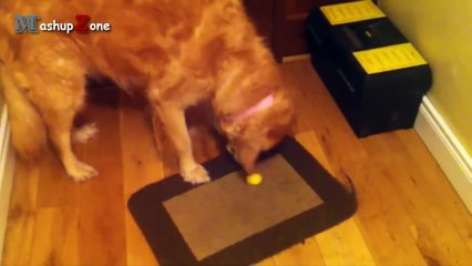 Funny Dogs Reacting To Lemons Compilation __ NEW HD (1)
