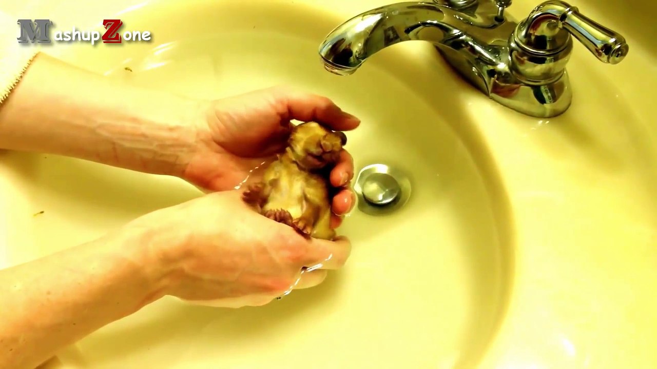 Rabbit - A Funny And Cute Bunny Videos Compilation __ NEW HD (1)