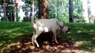 Funny Goats - A Funny Goat Videos Compilation __ NEW HD (1)