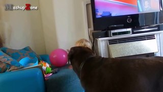 Funny And Cute Babies Laughing Hysterically At Dogs Compilation __ NEW HD