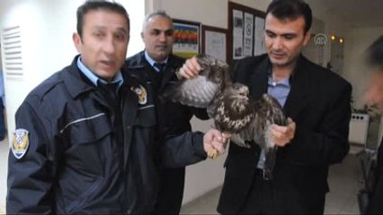 Yaralı Şahine Polis Şefkati