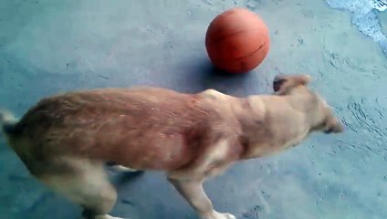 Labrador Retriever playing basketball