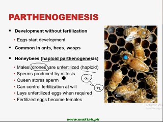 FSc Biology Book2, CH 18, LEC 3; Reproduction in Animals Muhammad Haroon