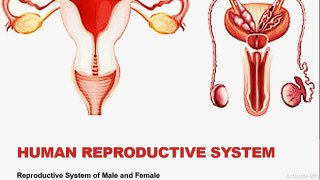 FSc Biology Book2, CH 18, LEC 4; Male and Female Reproductive System